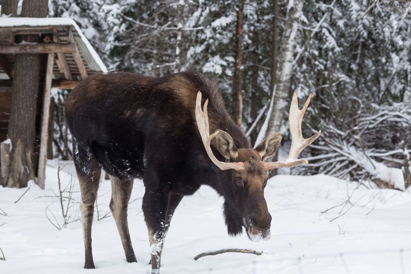 Moose stock photo