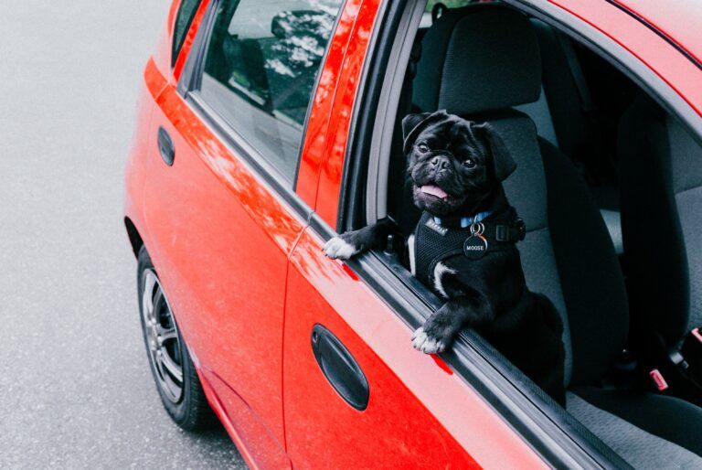 Police warning public after increase of reports of dogs left in hot vehicles