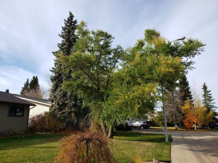 Trees after pruning (Supplied, City of GP)