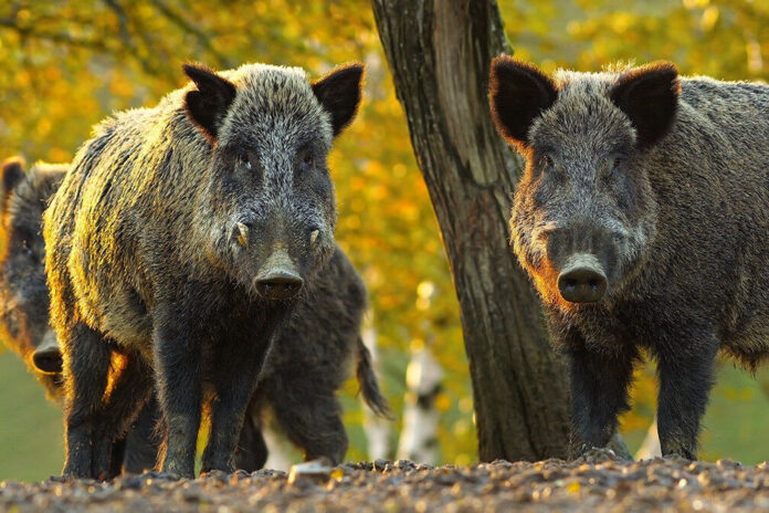 Wild boar (Supplied, Province of Alberta)