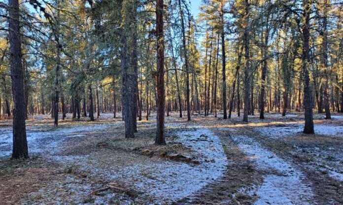 A forest area after vegetation management (Supplied, City of GP)